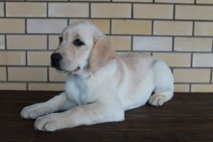 Zusätzliche Fotos: Verfügbar zum Verkauf Welpen Labrador Retriever
