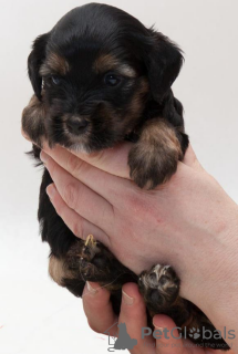 Foto №2 zu Ankündigung № 123417 zu verkaufen tibet-terrier - einkaufen Russische Föderation quotient 	ankündigung, vom kindergarten, züchter