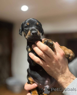 Foto №3. Entzückende Doberman -Welpen.. Großbritannien