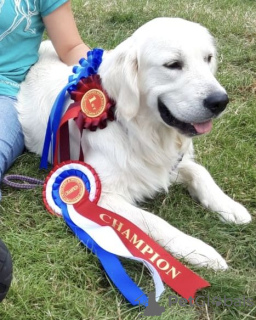 Foto №4. Ich werde verkaufen golden retriever in der Stadt Brüssel. quotient 	ankündigung, züchter - preis - 400€