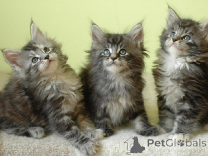 Foto №1. maine-coon-katze - zum Verkauf in der Stadt Altdorf | 500€ | Ankündigung № 172047