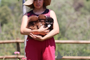 Foto №2 zu Ankündigung № 166172 zu verkaufen pommersche spitz - einkaufen Deutschland quotient 	ankündigung