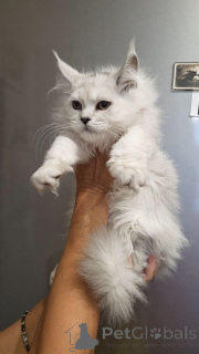 Foto №3. Mainecoon-Kätzchen. Deutschland