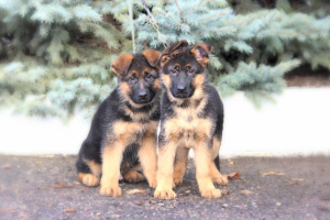 Foto №2 zu Ankündigung № 4911 zu verkaufen deutscher schäferhund - einkaufen Russische Föderation 