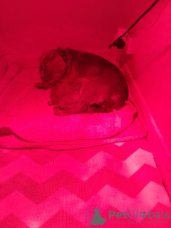 Foto №3. ATemberauubende Foxred Cockerpoo-Welpen. Deutschland