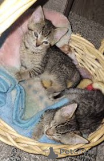 Foto №1. ocicat - zum Verkauf in der Stadt Brüssel | 500€ | Ankündigung № 166618