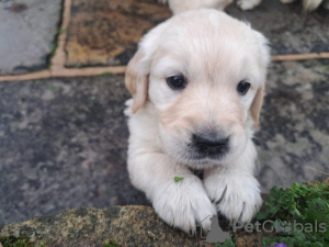 Foto №1. golden retriever - zum Verkauf in der Stadt Tampere | 320€ | Ankündigung № 123480