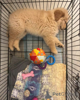 Foto №2 zu Ankündigung № 138952 zu verkaufen curly coated retriever - einkaufen USA quotient 	ankündigung, züchter