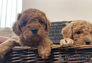 Foto №3. Cavapoo M/W-Welpen Zu Verkaufen.. Deutschland