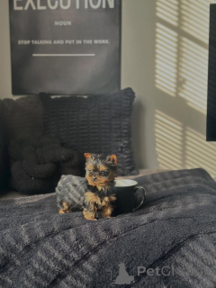 Foto №2 zu Ankündigung № 168620 zu verkaufen yorkshire terrier - einkaufen Deutschland züchter