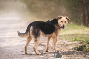 Zusätzliche Fotos: Der wundervolle Hund Denver ist in guten Händen.