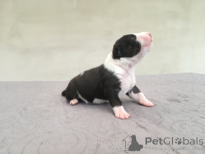 Foto №3. FCI-Bullterrier. Polen