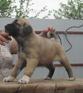 Foto №2 zu Ankündigung № 2447 zu verkaufen anatolischer hirtenhund - einkaufen Russische Föderation vom kindergarten