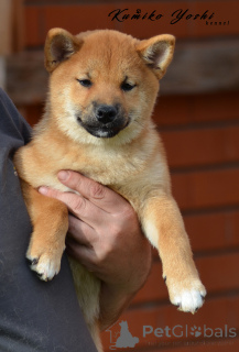 Foto №3. Siba Inu Welpenmädchen mit RKF -Dokumenten. Russische Föderation