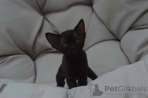 Foto №1. devon rex - zum Verkauf in der Stadt Berlin | 400€ | Ankündigung № 121021