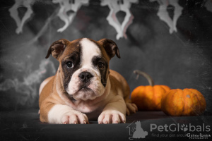 Foto №2 zu Ankündigung № 124929 zu verkaufen englische bulldogge - einkaufen Ukraine vom kindergarten, züchter