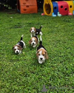 Foto №2 zu Ankündigung № 124725 zu verkaufen beagle - einkaufen Deutschland quotient 	ankündigung