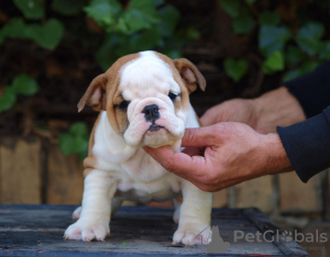 Zusätzliche Fotos: Wunderschöne englische Bulldoggenwelpen