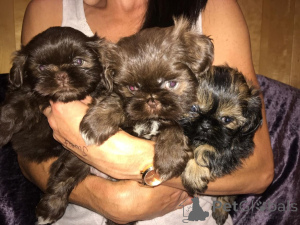 Foto №1. shih tzu - zum Verkauf in der Stadt Gottskär | 650€ | Ankündigung № 168437