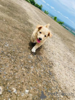 Foto №1. golden retriever - zum Verkauf in der Stadt Šiauliai | verhandelt | Ankündigung № 159982