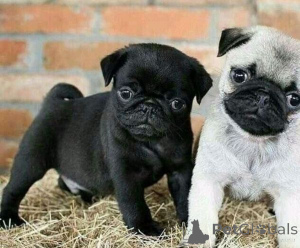 Foto №1. mops - zum Verkauf in der Stadt Wiener Neustadt | Frei | Ankündigung № 166902