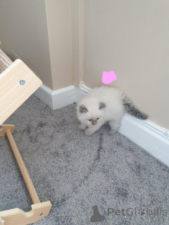 Foto №2 zu Ankündigung № 155199 zu verkaufen ragdoll-katze - einkaufen Schweiz quotient 	ankündigung