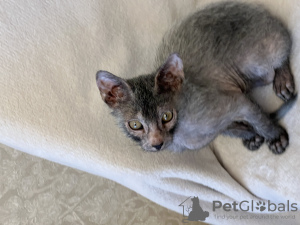 Foto №4. Ich werde verkaufen sphynx cat in der Stadt St. Petersburg. vom kindergarten - preis - 924€