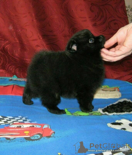 Foto №3. Miniatur-Schwarz-Shpets Rocky Puppy zu einem günstigen Preis!. Weißrussland