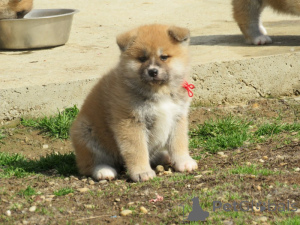 Foto №3. I am selling Japanese Akita puppies. Serbien