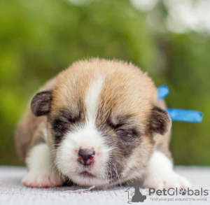 Foto №3. Hallo, mein Name ist Mazie!. USA