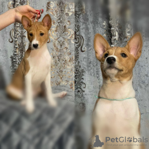 Foto №4. Ich werde verkaufen basenji in der Stadt Вилкавишкис. züchter - preis - 521€