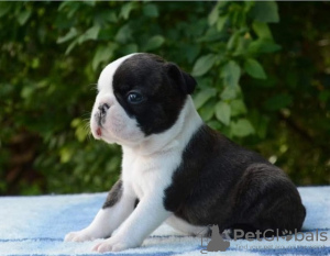 Foto №2 zu Ankündigung № 95464 zu verkaufen boston terrier - einkaufen Serbien züchter