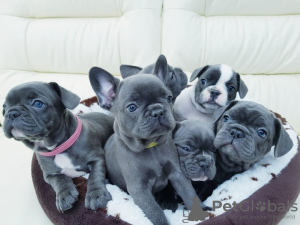 Foto №1.  - zum Verkauf in der Stadt Dordrecht | 420€ | Ankündigung № 133008