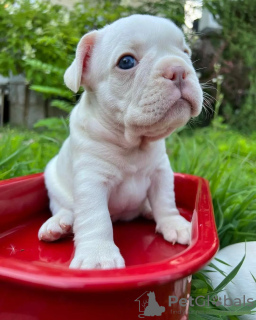 Zusätzliche Fotos: Französische Bulldogge