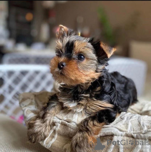 Foto №3. Erstaunliche Yorkshire-Terrier-Welpen sind jetzt für ein liebevolles Zuhause. USA