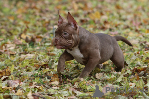 Foto №1. american bully - zum Verkauf in der Stadt Helsinki | 1600€ | Ankündigung № 79411