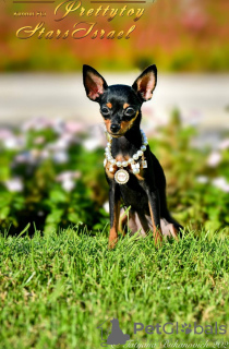 Foto №2 zu Ankündigung № 43648 zu verkaufen mischlingshund - einkaufen Israel züchter