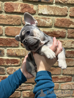 Zusätzliche Fotos: Französische Bulldogge