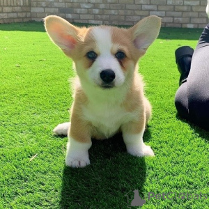 Foto №2 zu Ankündigung № 175934 zu verkaufen welsh corgi - einkaufen Litauen 