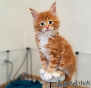 Foto №1. maine-coon-katze - zum Verkauf in der Stadt Zürich | 250€ | Ankündigung № 121325