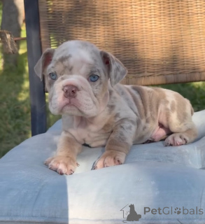 Foto №2 zu Ankündigung № 173879 zu verkaufen englische bulldogge - einkaufen Deutschland züchter