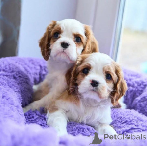 Foto №1. cavalier king charles spaniel - zum Verkauf in der Stadt Vienna | 820€ | Ankündigung № 136681