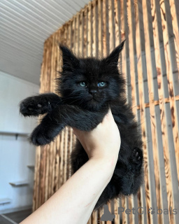 Foto №1. maine-coon-katze - zum Verkauf in der Stadt Ingolstadt | verhandelt | Ankündigung № 169925