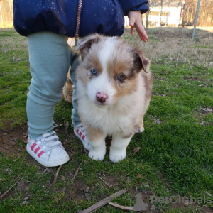 Foto №4. Ich werde verkaufen australian shepherd in der Stadt Vilnius. quotient 	ankündigung - preis - verhandelt