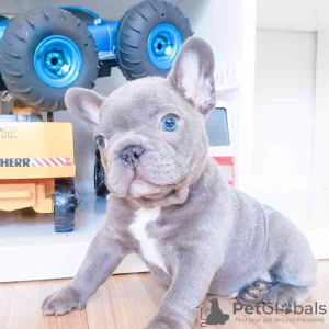 Foto №4. Ich werde verkaufen französische bulldogge in der Stadt Leeuwarden. züchter - preis - verhandelt