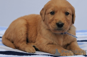 Foto №1. golden retriever - zum Verkauf in der Stadt Бохум | 550€ | Ankündigung № 127119