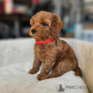 Foto №4. Ich werde verkaufen pudel (toy) in der Stadt Ohio. züchter - preis - verhandelt