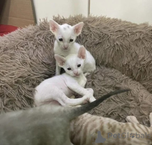 Foto №1. cornish rex - zum Verkauf in der Stadt Kassel | 350€ | Ankündigung № 177599