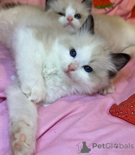 Foto №1. ragdoll-katze - zum Verkauf in der Stadt Frankfurt | 750€ | Ankündigung № 153034