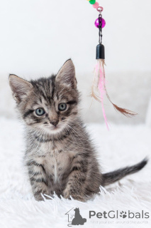 Foto №2 zu Ankündigung № 150133 zu verkaufen  - einkaufen Russische Föderation 